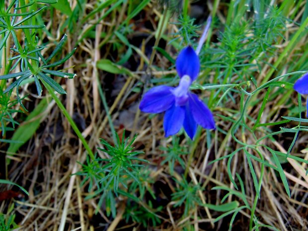 ostrôžka poľná Consolida regalis Gray