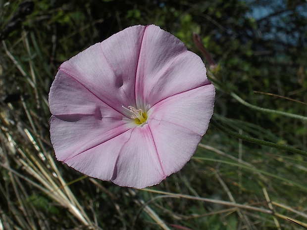 pupenec kantabrijský Convolvulus cantabrica L.