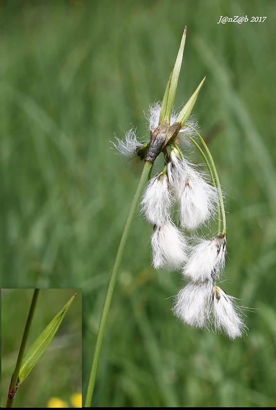 páperník širokolistý Eriophorum latifolium Hoppe