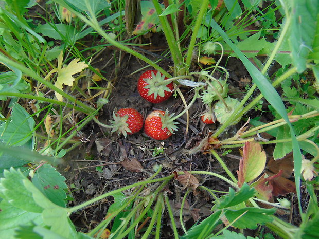 jahoda obyčajná Fragaria vesca L.