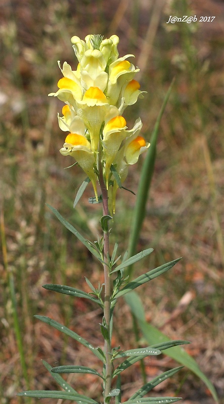 pyštek obyčajný Linaria vulgaris Mill.