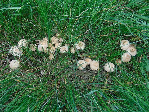 tanečnica poľná Marasmius oreades (Bolton) Fr.