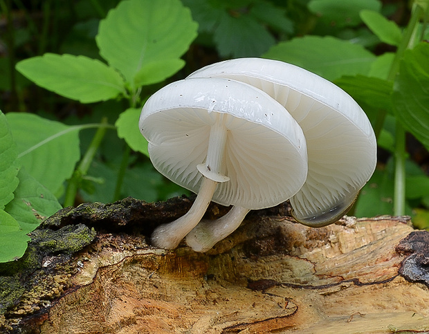 sliznačka obyčajná Mucidula mucida (Schrad.) Pat.