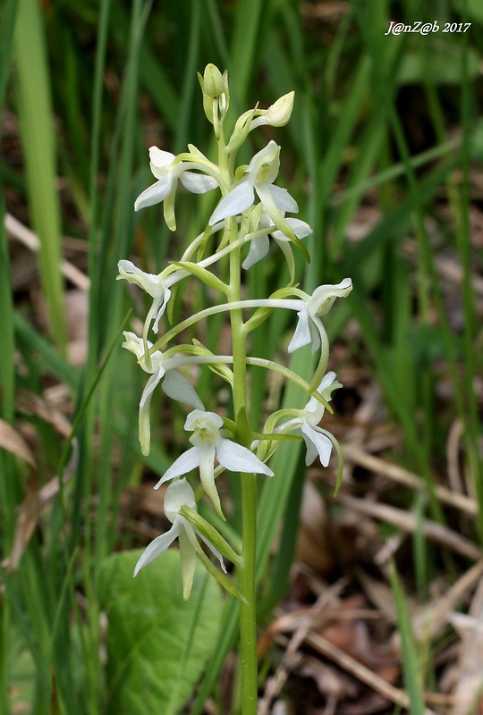 vemenník dvojlistý Platanthera bifolia (L.) Rich.