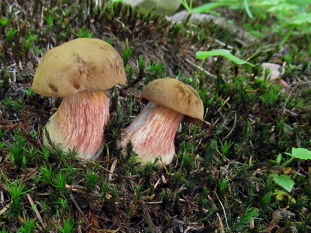 hríb zrnitohlúbikový Sutorius luridiformis (Rostk.) G. Wu & Zhu L. Yang