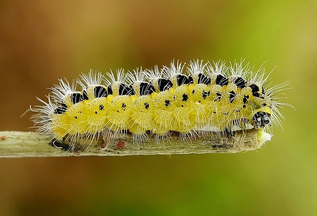 vretienka obyčajná Zygaena filipendulae