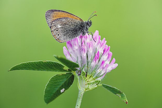 očkáň traslicový   Coenonympha glycerion