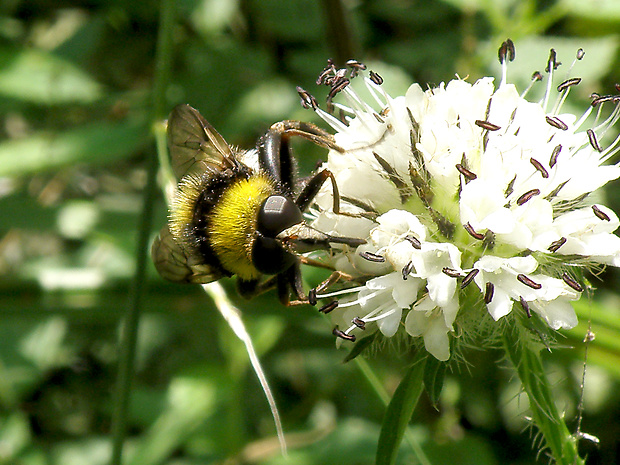 pestrica / pestřenka Arctophila bombiformis Fallén, 1810