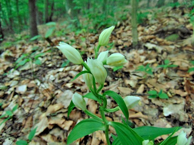 prilbovka biela Cephalanthera damasonium (Mill.) Druce