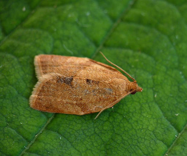 obaľovač okrovočervený Clepsis consimilana