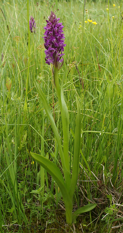 vstavačovec strmolistý pravý Dactylorhiza incarnata subsp. incarnata (L.) Soó