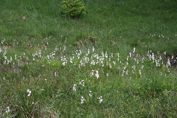 páperník širokolistý Eriophorum latifolium Hoppe