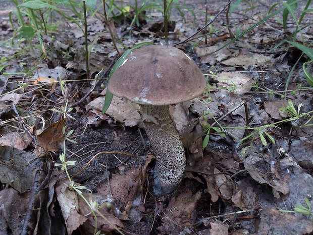 kozák topoľový Leccinum duriusculum (Schulzer ex Kalchbr.) Singer