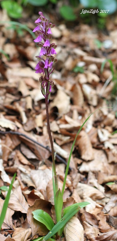 vstavač spitzelov Orchis spitzelii Saut. ex W.D.J. Koch