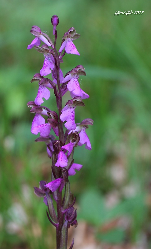 vstavač spitzelov Orchis spitzelii Saut. ex W.D.J. Koch