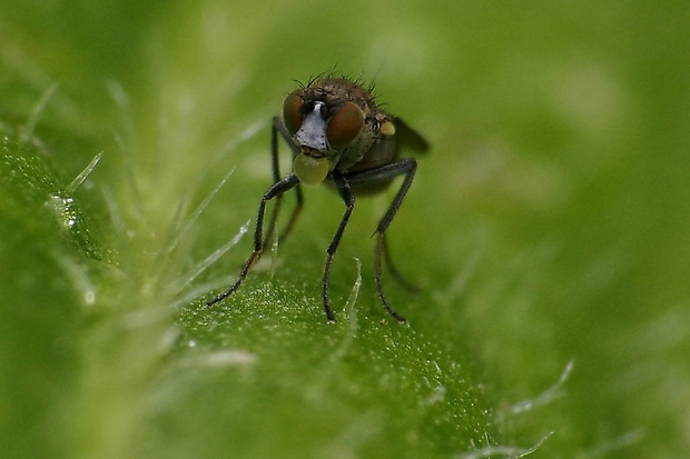 zunčavka jačmenná Oscinella frit (Chloropidae)