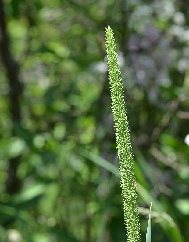 timotejka Phleum sp.