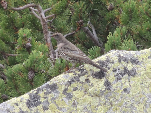 drozd kolohrivý Turdus torquatus