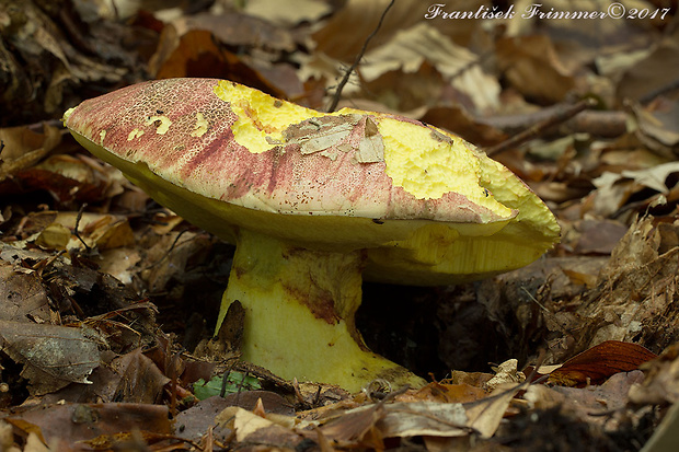 hríb kráľovský Butyriboletus regius (Krombh.) D. Arora & J.L. Frank