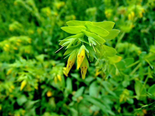 voskovka menšia Cerinthe minor L.