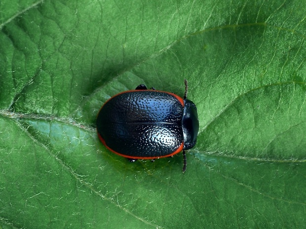 liskavka (sk) / mandelinka krvavá (cz) Chrysolina sanguinolenta Linnaeus, 1758