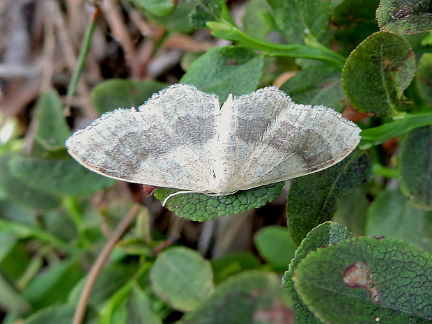 piadica kručinková / žlutokřídlec kručinkový Idaea aversata Linnaeus, 1758