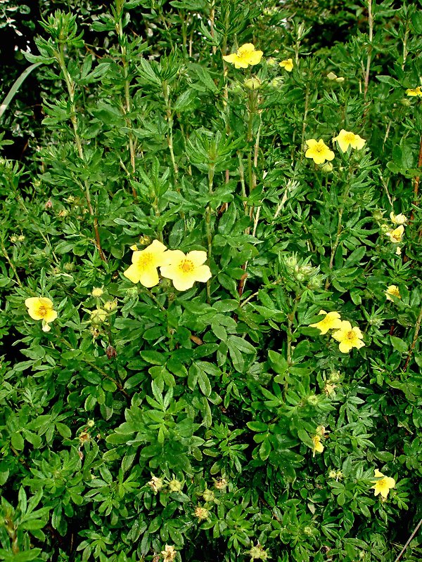 nátržníkovec krovitý Pentaphylloides fruticosa (L.) O. Schwarz