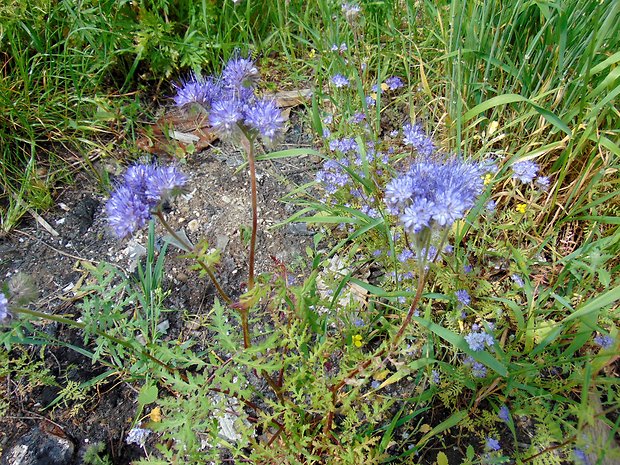 facélia vratičolistá Phacelia tanacetifolia Benth.