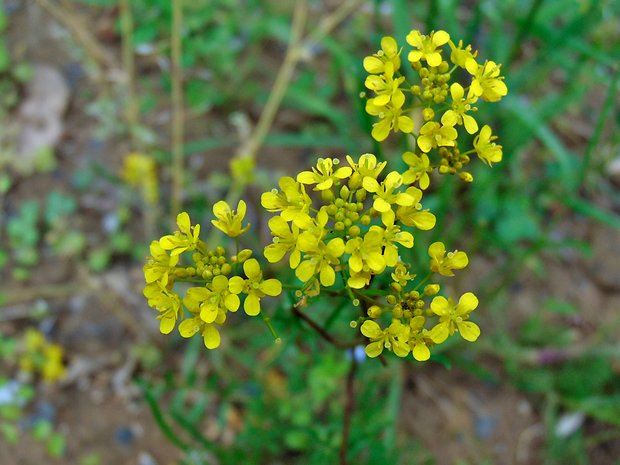 roripa lesná Rorippa sylvestris (L.) Besser