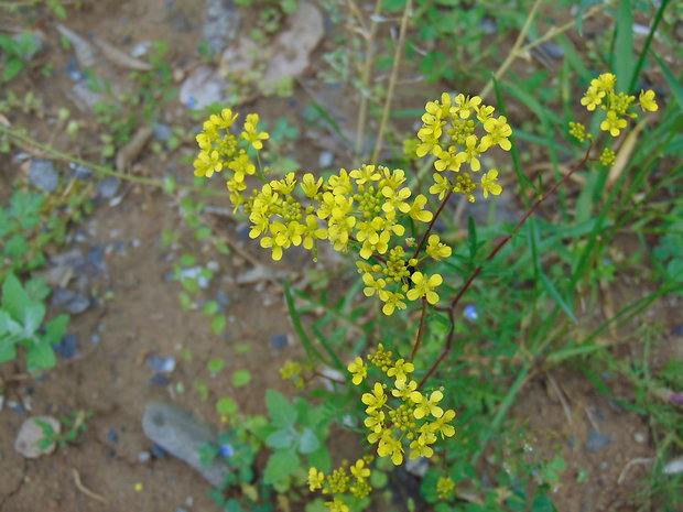 roripa lesná Rorippa sylvestris (L.) Besser