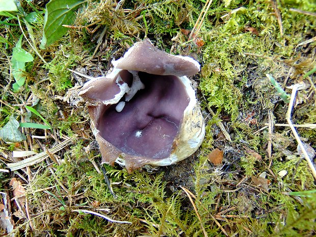 tulipánovka fialová Sarcosphaera coronaria (Jacq.) J. Schröt.