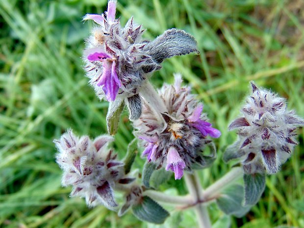 čistec nemecký Stachys germanica L.