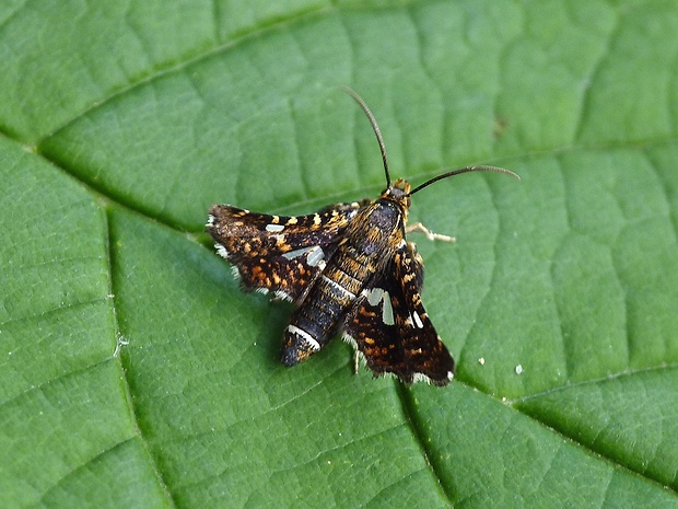 oknáčik plamienkový Thyris fenestrella