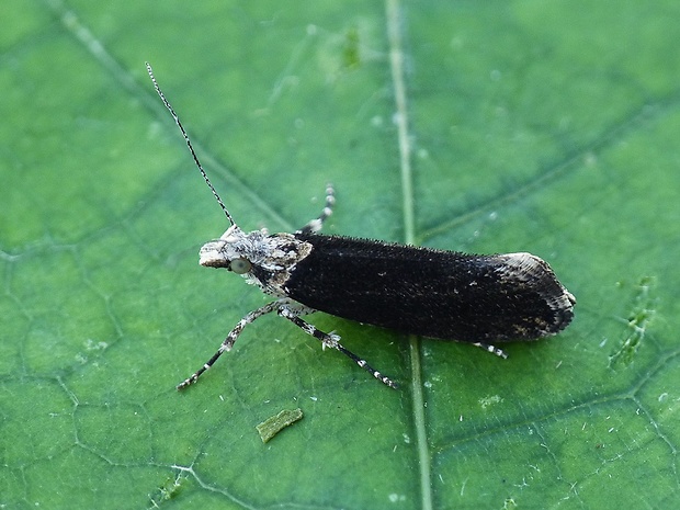 molička brestová Ypsolopha vittella