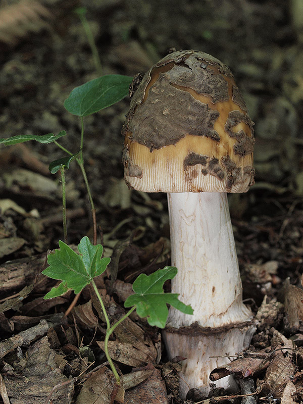 muchotrávka chrastavá Amanita ceciliae (Berk. & Broome) Bas