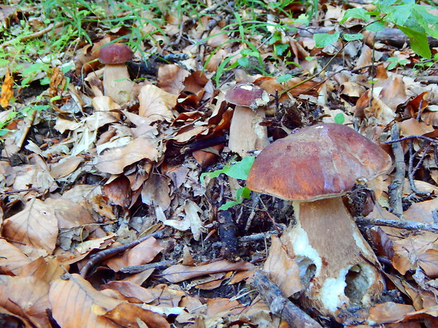 hríb dubový Boletus reticulatus Schaeff.