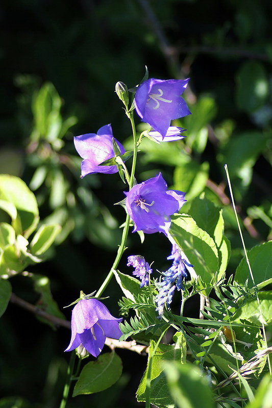 zvonček broskyňolistý Campanula persicifolia L.