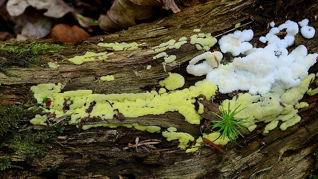 rohačka kríčkovitá Ceratiomyxa fruticulosa var. fruticulosa (O.F. Müll.) T. Macbr