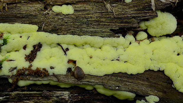 rohačka kríčkovitá v. pórovitá Ceratiomyxa fruticulosa var. porioides