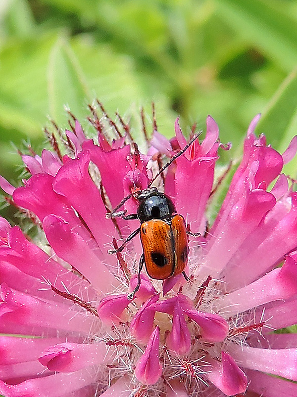 krytohlav  Cryptocephalus bipunctatus Linnaeus, 1758