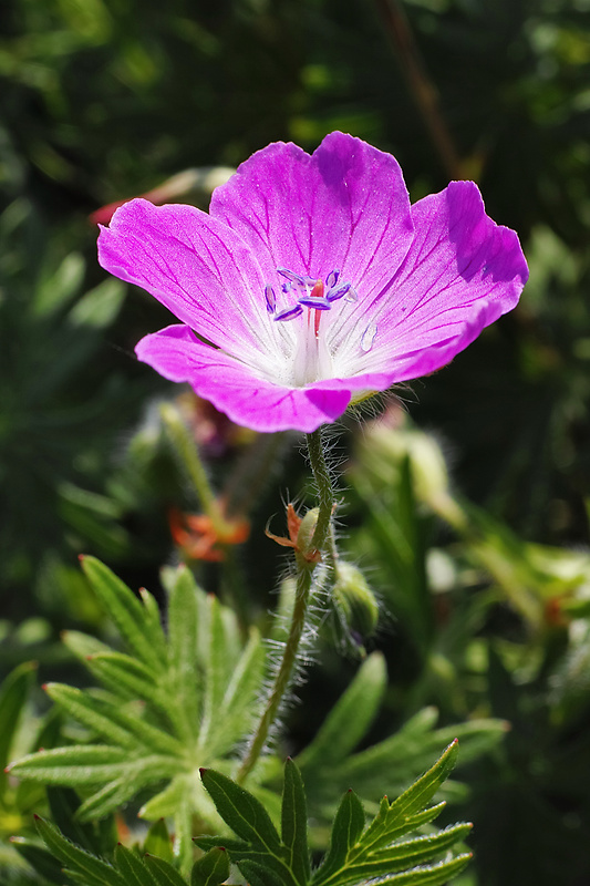 pakost krvavý Geranium sanguineum L.