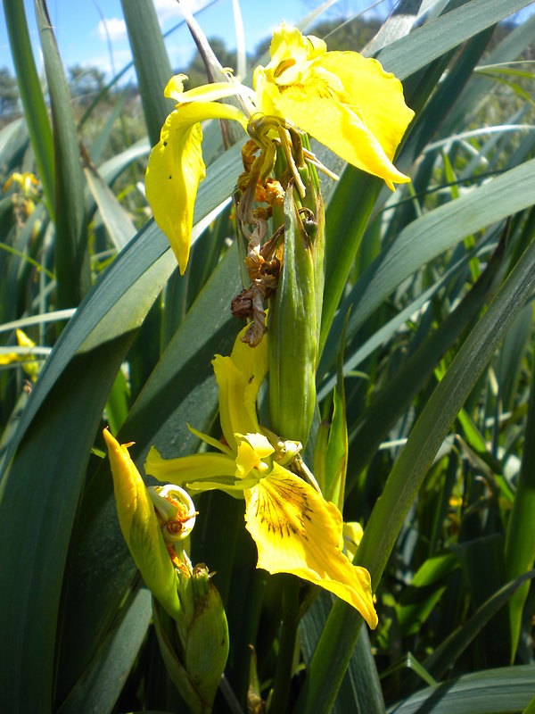 kosatec žltý Iris pseudacorus L.