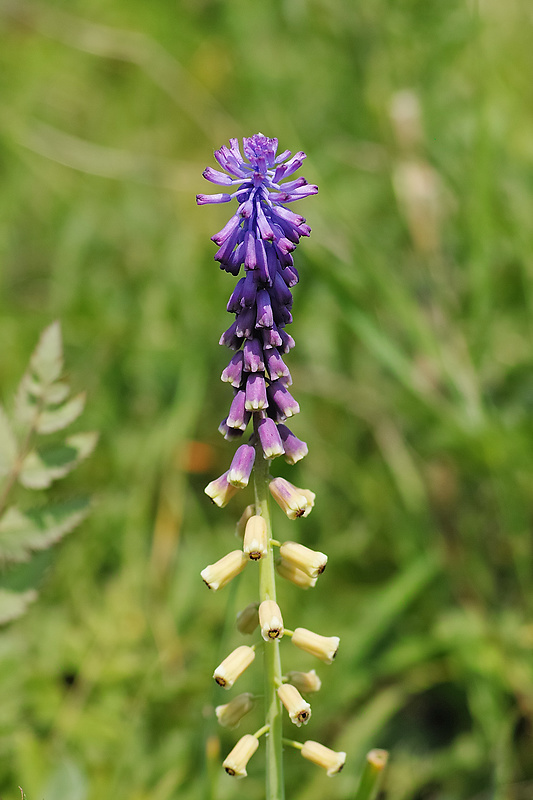 leopoldia tenkokvetá Leopoldia tenuiflora (Tausch) Heldr.