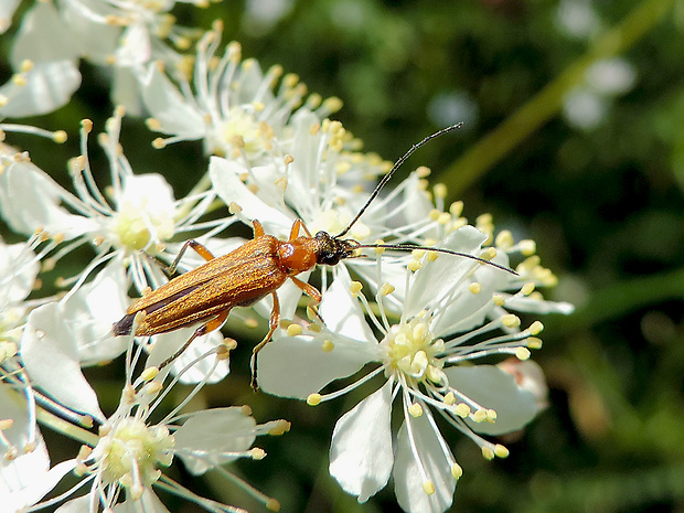 stehnáč / stehenáč nahnědlý ♀ Oedemera podagrariae Linnaeus 1767