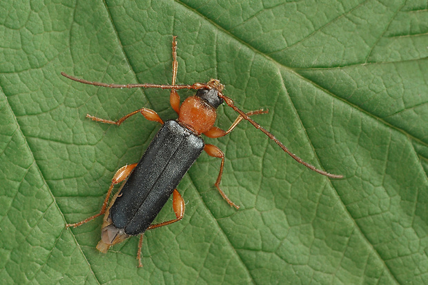 fuzáč  Phymatodes testaceus