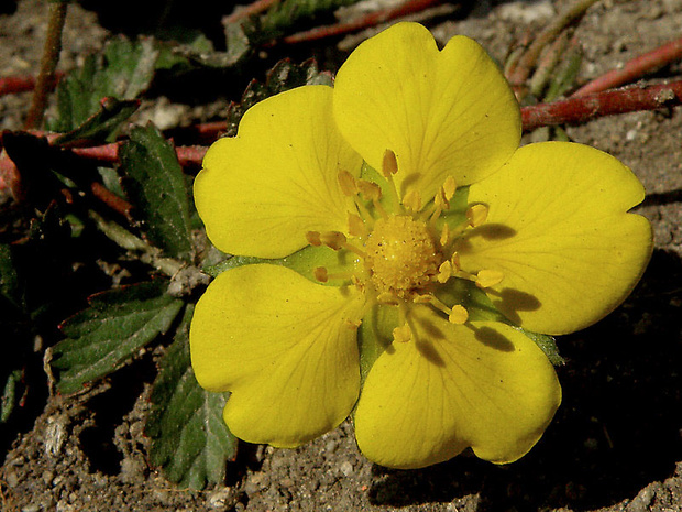 nátržník plazivý Potentilla reptans L.