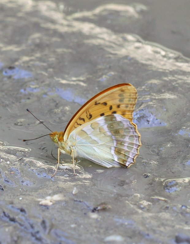 perlovec striebristopásy  Argynnis paphia