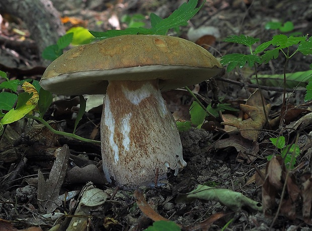 hríb dubový Boletus reticulatus Schaeff.