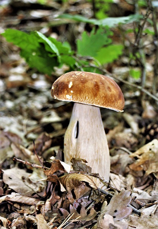 hríb dubový Boletus reticulatus Schaeff.