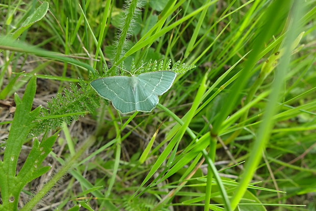 piadivka černicová  Chlorissa cloraria